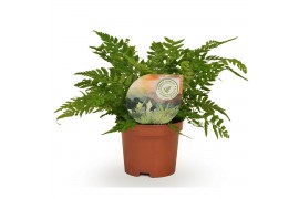 Polystichum tsussimense Polystichum tsussimense / Athyrium