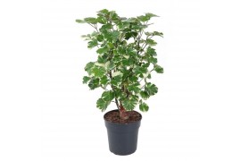 Polycias scutellaria balfourii Polyscias Balfouriana vertakt P191 pp