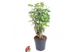 Polyscias balfourii Polyscias Balfouriana vertakt P241 pp