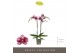 Phalaenopsis paars Optistar Prince 2 spike15 bl. 2 tak/plnt 