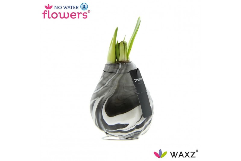 Hippeastrum gewaxt No Water Flowers Waxz® Artooz Earth Black (Decorum) 