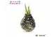 Hippeastrum gewaxt No Water Flowers Waxz® Galaxy Black(Decorum)2 tak/p 