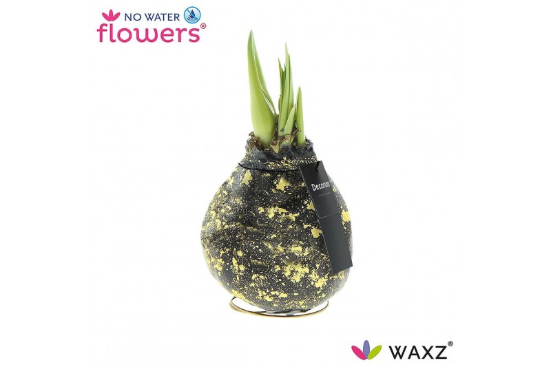 Hippeastrum gewaxt No Water Flowers Waxz® Galaxy Black(Decorum)2 tak/p 