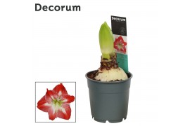 Hippeastrum Exotic Striped 2 knop Extra OP (Decorum)