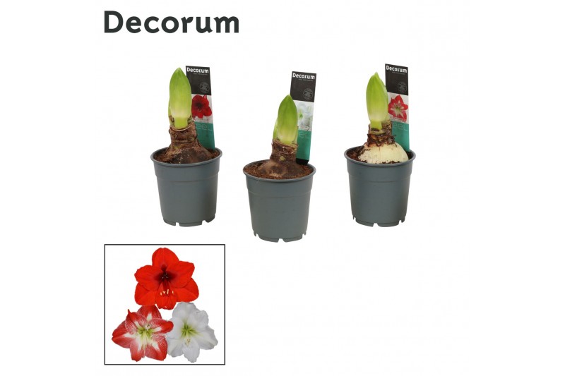 Hippeastrum Mix 2 knop Extra OP (Decorum) 