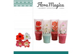 Hippeastrum Mix 2 knop FM Hoes