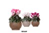 Cyclamen pers. midi Cyclamen mix in Ancient pot brown mix25 cm diamete