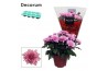 Chrysanthemum ind. dynamic Chrys. ind. Chrysanne® Grandezza Pink3 pp