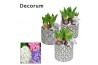 Arrangementen hyacinthus Hyacint Shino HL16272 [SHINY & SPARKLING] 3 p