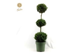 Buxus sempervirens Buxus semp. Trio-Ball on Stem