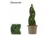 Sansevieria cylindrica Braid 9cm Decorum 