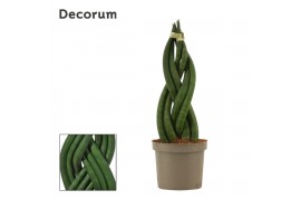 Sansevieria cylindrica Braid 9cm Decorum