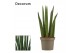 Sansevieria cylindrica Rocket 9cm Decorum 