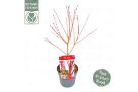 Acer palmatum sangokaku Acer palm. Sangokaku