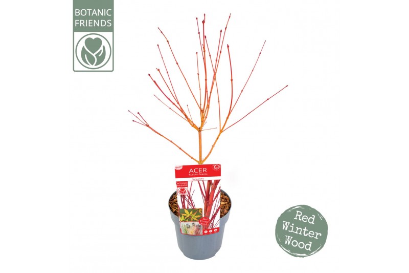 Acer palmatum sangokaku Acer palm. Sangokaku 