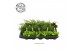 Kamerplanten mix Gemengde tray 5,5cm eden-mix" A+ 