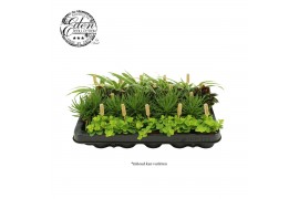 Kamerplanten mix Gemengde tray 5,5cm eden-mix" A+