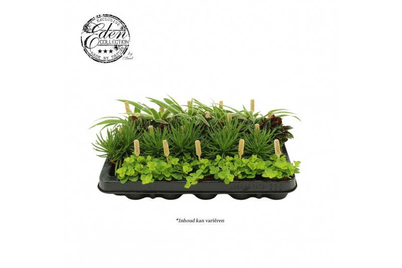 Kamerplanten mix Gemengde tray 5,5cm eden-mix" A+ 