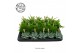 Kamerplanten mix Gemengde tray 5,5cm Mix A 