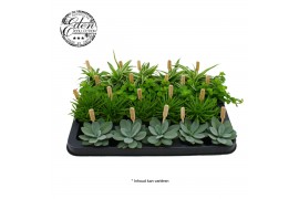 Kamerplanten mix Gemengde tray 5,5cm Mix A