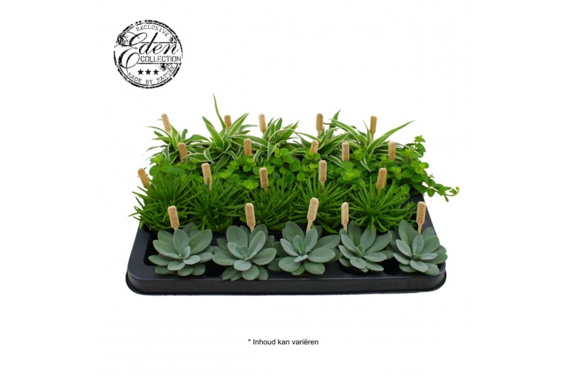 Kamerplanten mix Gemengde tray 5,5cm Mix A 