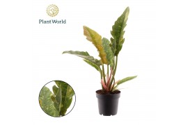 Philodendron Ring of Fire Philodendron narrow Ring of Fire 1 pp