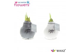 Hippeastrum gewaxt No Water Flowers Waxz® Message Printz Happy New Yea