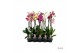 Phalaenopsis mix Phalaenopsis mix - 2 tak 70cm A2 16 bl. 2 tak/plnt 