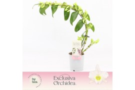 Dendrobium nob. spring dreamstarclass apollon Dendrobium Nobilé, Apoll