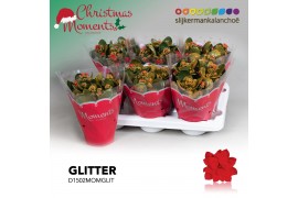 Kalanchoe secret Kalanchoe Moments - Red with glitter - kerst 3 pp 25 