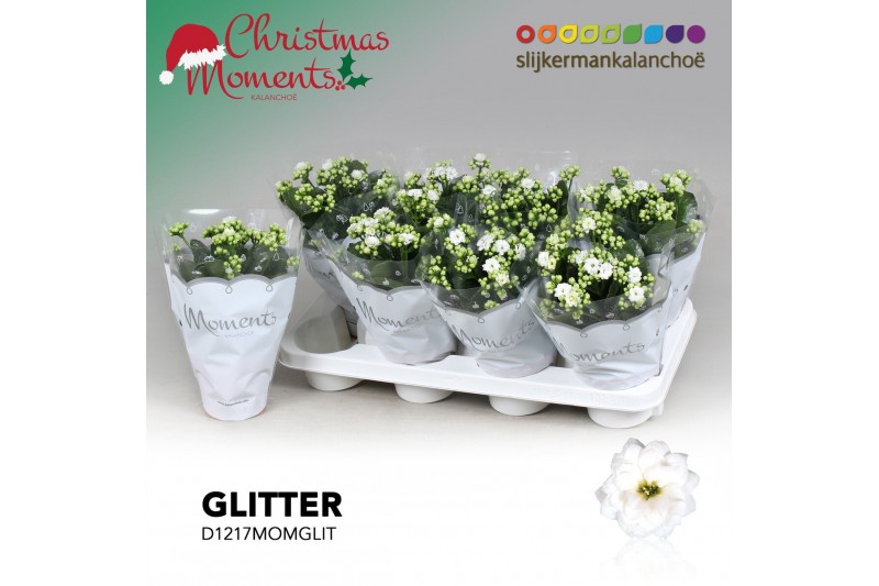 Kalanchoe skydive Kalanchoe Moments - White with glitter - kerst 1 pp  