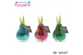 Hippeastrum gewaxt No Water Flowers® Univerz Saturnus2 tak/plnt