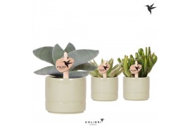 Succulenten mix Kolibri Greens Succulenten mix in Pastel pot green1 pp