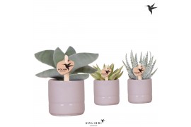 Succulenten mix Kolibri Greens Succulenten mix in Pearl pot blue green