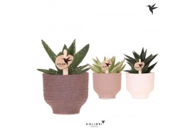Succulenten mix Kolibri Greens Succulenten mix in Beach pot mix1 pp