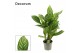 Aglaonema stripes Stripes 17cm 