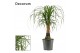 Beaucarnea recurvata Beaucarnea recht 17 cm (Decorum) 1 tak/plnt 