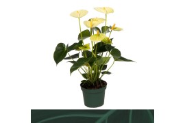 Anthurium andr. vanilla Anthurium Vanilla 12cmbl.