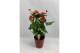 Anthurium andr. aristo Anthurium Aristo 12cm rood keramiek5 bl. 