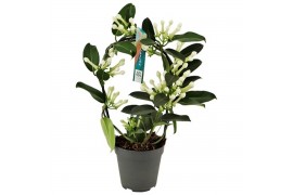 Stephanotis floribunda Stephanotis boog 9-10 tros p12per plant