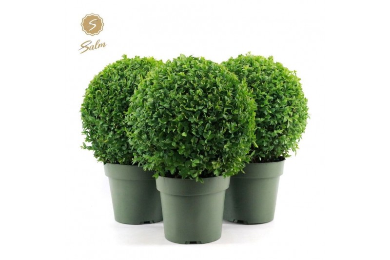 Buxus sempervirens Buxus semp. Ball Ø25cm P2125 cm diameter 
