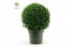 Buxus sempervirens Buxus semp. Ball Ø25cm P2125 cm diameter 