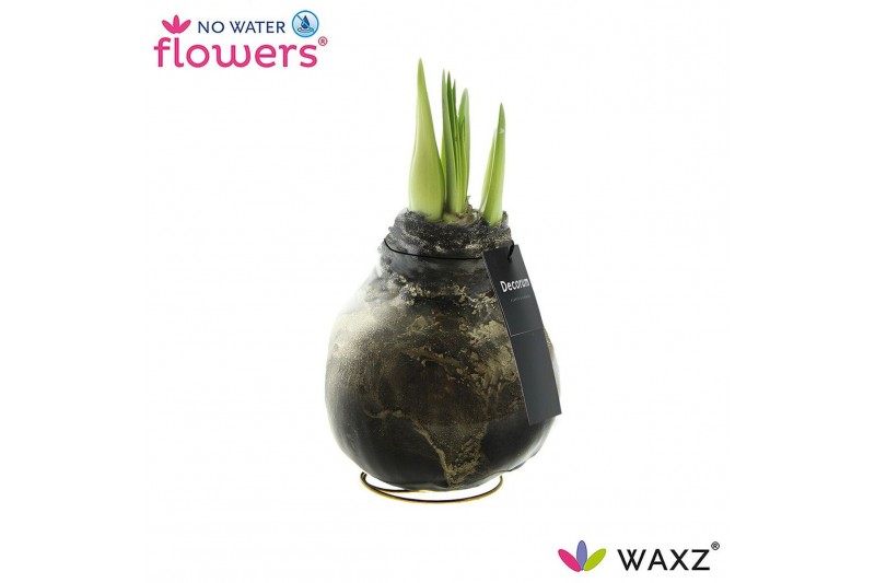Hippeastrum gewaxt No Water Flowers Waxz® Univerz Deep Black(Decorum)2 