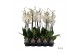Phalaenopsis wit Phalaenopsis wit - 2 tak 70cm A2 18 bl. 2 tak/plnt 