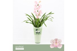 Cymbidium Cymbidium, Pink Bell 1-spike Orchid Collection Potcover 1 ta