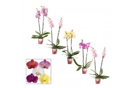 Phalaenopsis mix Phalaenopsis 2 tak 14+ mix (Scenza)14 bl. 2 tak/plnt