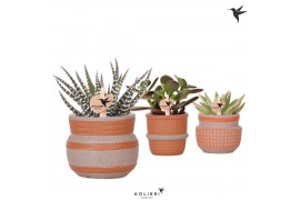 Succulenten mix Kolibri Greens Succulenten mix in Ethnic pot terracott