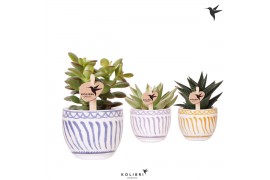 Succulenten mix Kolibri Greens Succulenten mix in Granada pot mix1 pp
