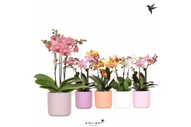 Phalaenopsis mix Kolibri Orchids Phalaenopsis Jewel mix 3 spike in Sim