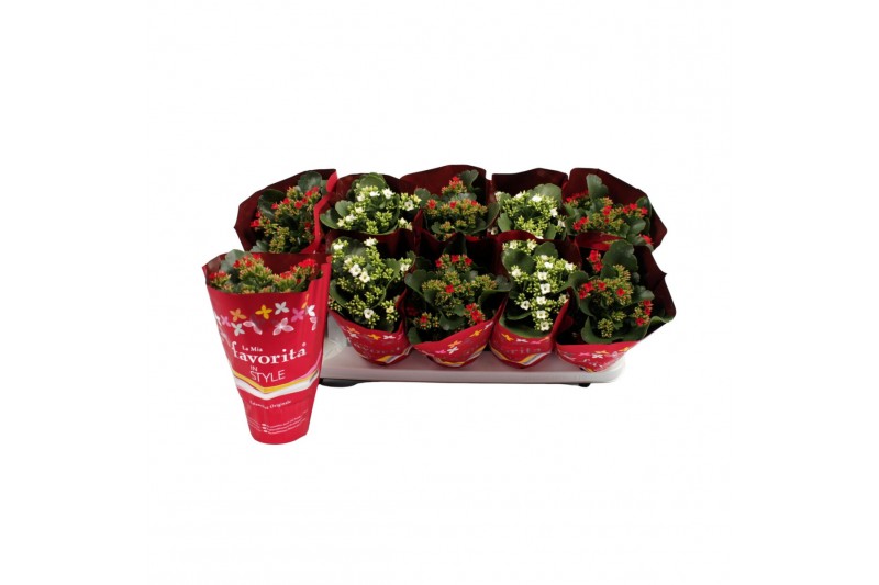 Kalanchoe mix 2 k favorita red & white mix in christmas sleeve 